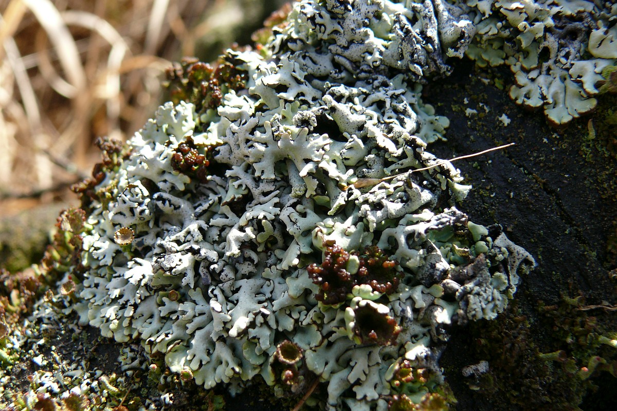 hypogymnia-physodes